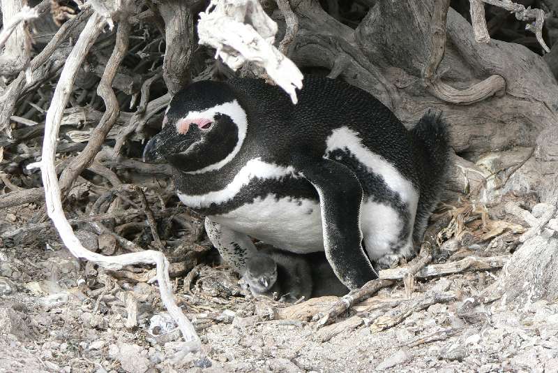 25 Pinguini a Punta Tombo